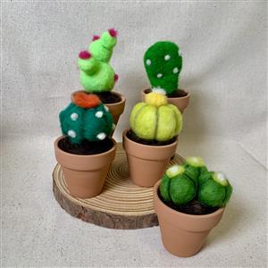 Succulent