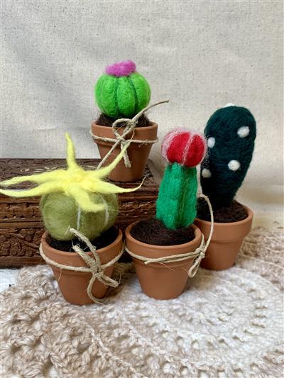 Succulent Succulent