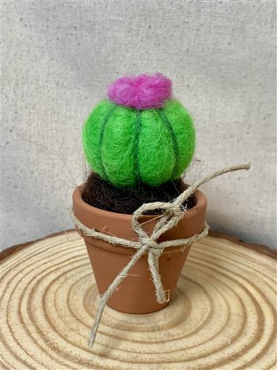 Succulent Succulent